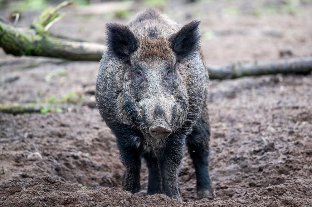 Wildschweine sorgen auf dem Friedhof Kötzschen für Ärger.