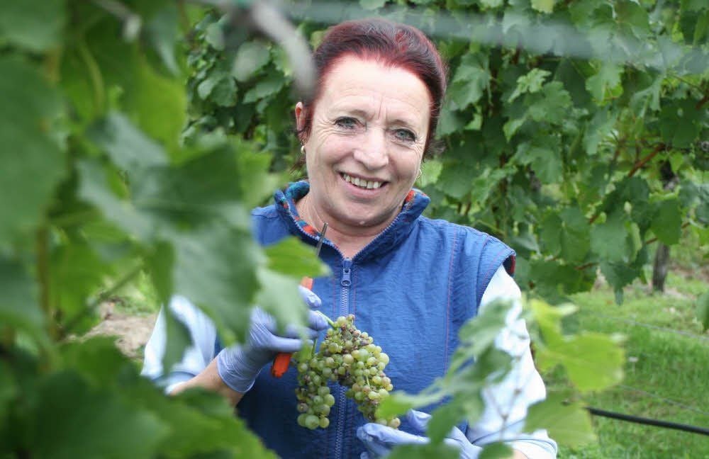 Elsa Kohl ist schon im vierten Jahr dabei, wenn Andrea und Guido Zwicker die Ernte von ihren Weinhängen einfahren.