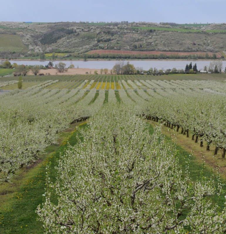 Die Plantagen am Süßen See gleichen derzeit einem Blütenmeer.