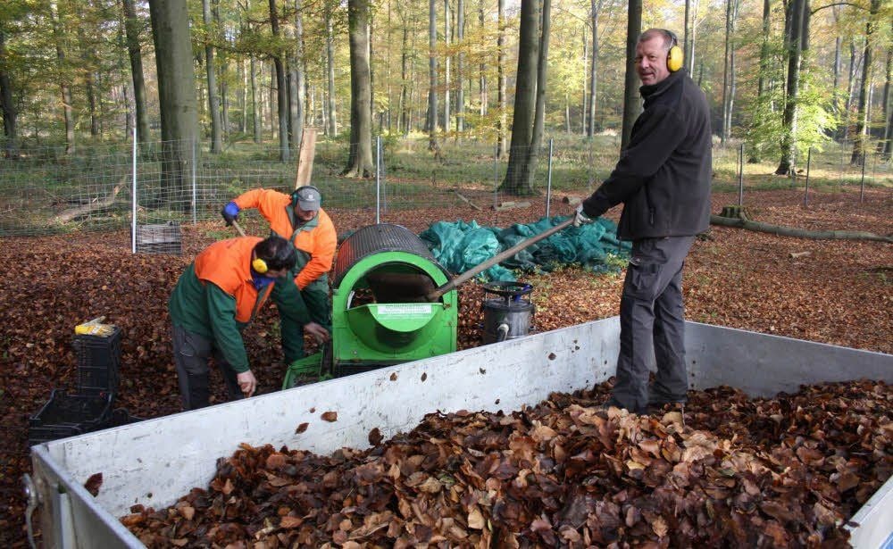 Die Forstwirte Udo Gaertner, Udo Hinze und Heiko Richter (v. l. n. r.) vom Forstbetrieb Anhalt bei der Ernte von Bucheckern im Revier Göritz. Die Früchte der Buchern werden auf Netzen gesammelt und dann mit maschineller Hlfe von Laub, Hülsen und anderen Verunreinigungen getrennt.