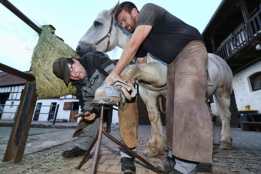 Hufschmied Feuchte (links) beschlägt auf Gut Drebsdorf Percheron-Stute Selma (1.200 kg)