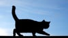Zwei tote Katzen entdeckte ein Spaziergänger auf einem Feldweg bei Möckern.