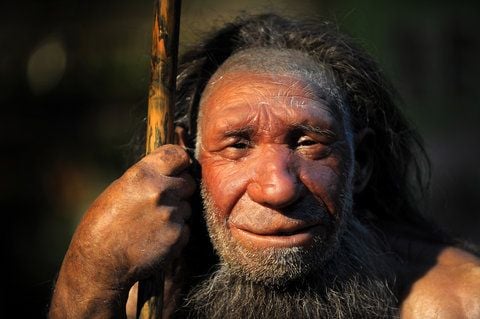 Die Nachbildung eines älteren Neandertalers steht im Neanderthal-Museum in Mettmann. (FOTO: DPA)