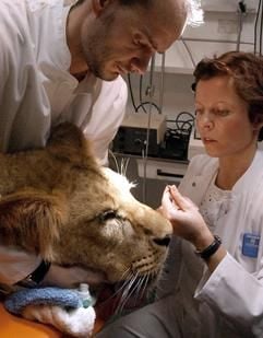In der Universitäts-Kleintierklinik Leipzig untersucht die Augenspezialistin Andrea Steinmetz (r) mit Hilfe von Tierarzt Albrecht Wilsdorf eine narkotisierte, an Grauem Star erkrankte Angola-Löwin aus dem Zoo der Stadt. Die 21 Monate alte Raubkatze war im Oktober mit einem drei Monate jüngeren männlichen Tier aus dem Zoo in Lissabon nach Leipzig gekommen. Das Pärchen der vom Aussterben bedrohten Angola-Löwen soll im Leipziger Zoo für die Nachzucht genutzt werden. (Foto: dpa)