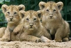 Die Löwenbabys Kumari, Kiba und Kiburi sonnen sich bei sommerlichen Temperaturen in ihrem Gehege im Zoologischen Garten in Magdeburg. (Foto: dpa)