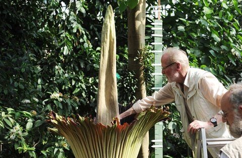 An der größten Blume der Welt, dem Titanenwurz, führt Ingolf Lamprecht von der Freien Universität Berlin im Botanischen Garten in der Bundeshauptstadt Temperaturmessungen durch. (FOTO: DPA)