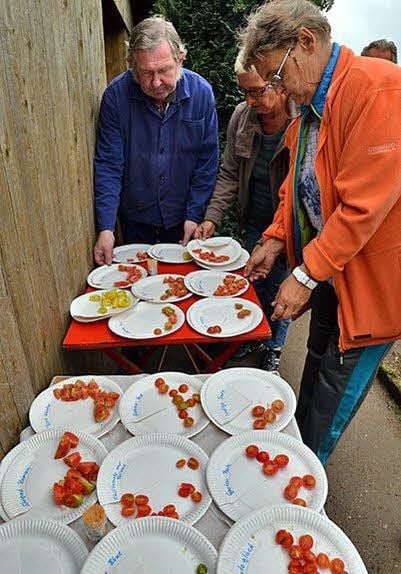 Tomaten zum Kosten!