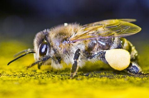 Eine Honigbiene mit gesammelten Pollen. (FOTO: ARCHIV/DPA)