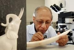 Arun Banerjee führt in einem Labor des Geowissenschaftlichen Instituts der Universität Mainz eine Voruntersuchung an einem Elfenbeinstück durch. (Foto: dpa)