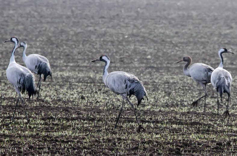 Kraniche auf einem Feld zwischen Roßla und Kelbra.