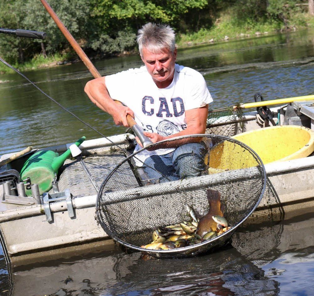 Uwe Christmann fischt die noch lebenden Tiere aus dem Gewässer. Vor mehreren Tagen hatte in dem Saalearm bei Großwirschleben ein Fischsterben eingesetzt. Der Grund: zu wenige Sauerstoff in dem flachen Gewässer. Die lebenden Tiere wurden nach Beesedau gebracht.