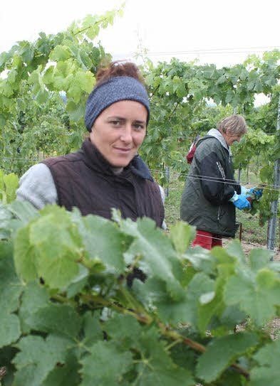 Mariana gehört zu den Saisonkräften, die auf dem Weingut Hanke die Trauben mit einbringen.