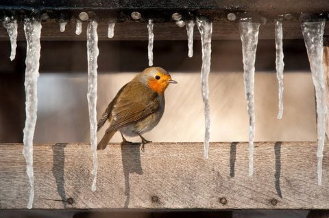 Ein Rotkehlchen sitzt an einem Vogelhäuschen im Ilmpark in Weimar zwischen Eiszapfen. (FOTO: DAPD)