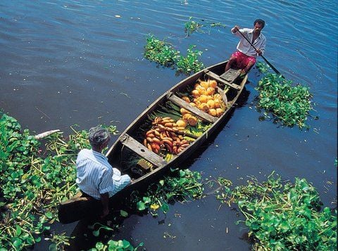 Den Bewohnern der Backwaters dienen die Wasserwege immer noch dazu, ihre Ernte einzufahren und auf die Märkte in der Stadt zu bringen. (FOTO: DPA)