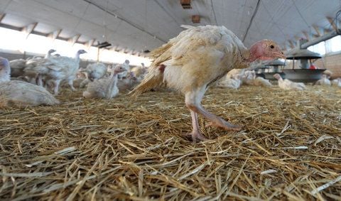 Sieben Wochen alte Puten stehen in einem Stall. (SYMBOLFOTO: DPA)