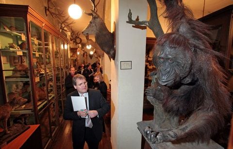 Finanzminister Jens Bullerjahn (SPD) betrachtet die Plastik eines Orang-Utan in der Zoologischen Sammlung Halle (Saale). (FOTO: DPA)