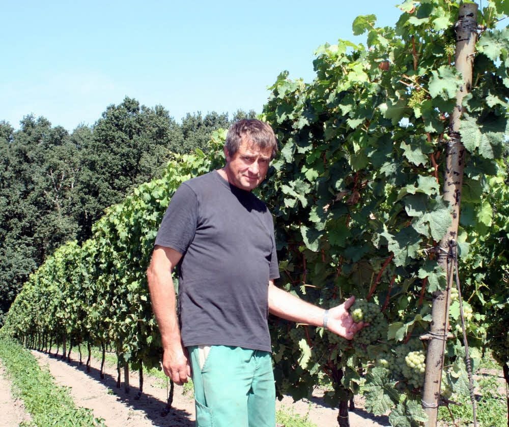 Klaus Reiche, Weinbauverantwortlicher der Elbaue Agrargenossenschaft, ist zufrieden mit dem Behang des 2017er Kerner auf der „Katzenzehe“ bei Kleindröben.