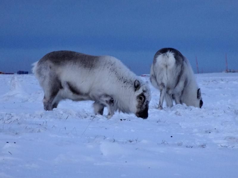Ähnlich einer kleinen Kuh und weniger gefährlich als ein Eisbär ist das Spitzbergen-Rentier.
