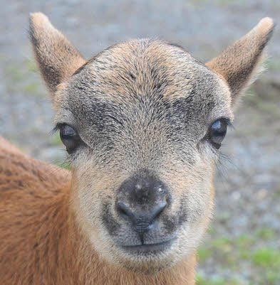 Das fünf Wochen alte „Böckchen“ ist das Maskottchen des Zunfthofes.