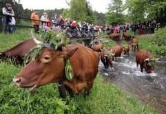 Seltene Harzkühe werden am Pfingstsonntag (4. Juni 2006) in Wildemann durch einen Bach auf eine Weide getrieben. Rund 3000 Gäste kamen zum traditionellen Viehaustrieb. (Foto: dpa)