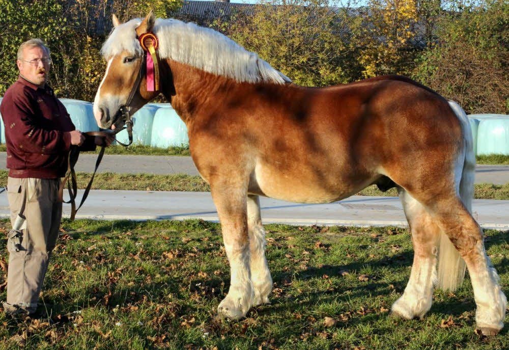 „Urmel“ aus Axien, hier präsentiert von Landgut-Mitarbeiter Alwin Plenz, ist seit Mittwoch im Landgestüt in Moritzburg zu Hause. Gerhard Böhme zeigt die in Krumke erhaltene Medaille.