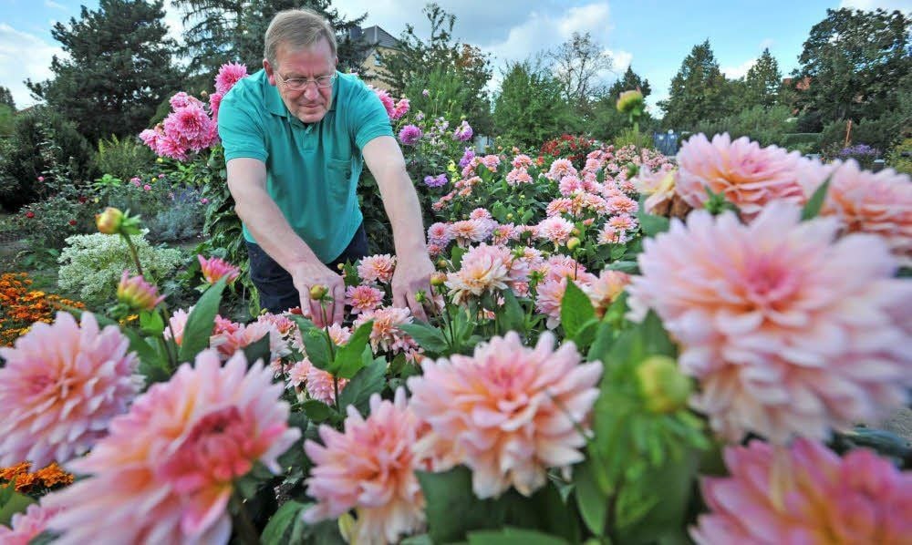 Ein Blütenmeer: Dahlien lassen Roland Sebastians Herz höher schlagen.
