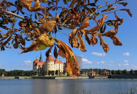 Durch den Befall der Miniermotte vertrocknete Kastanienblätter hängen vor dem einstigen Jagdschloss August des Starken im sächsischen Moritzburg, aufgenommen am 07.09.2010. Nur mit dem Vernichten des Herbstlaubes ist dem Schädling Miniermotte beizukommen. (FOTO: ARCHIV/DPA)