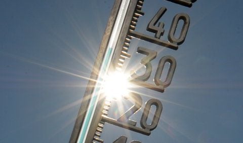 Ein Thermometer zeigt am Samstag in Stuttgart am Südhang eines Weinberges bereits am Vormittag 36 Grad Celsius an. Für das Wochenende werden in ganz Deutschland Rekord-Sommertemperaturen erwartet. (FOTO: DPA)
