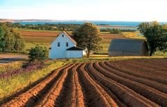 Zwei Strände mit einem Kartoffelacker dazwischen: So charakterisieren Spötter vom Festland Prince Edward Island. Tatsächlich bringen die Landwirte unter den insgesamt 135 000 Insulanern ein Drittel der kanadischen Kartoffelernte ein. (Foto: dpa)