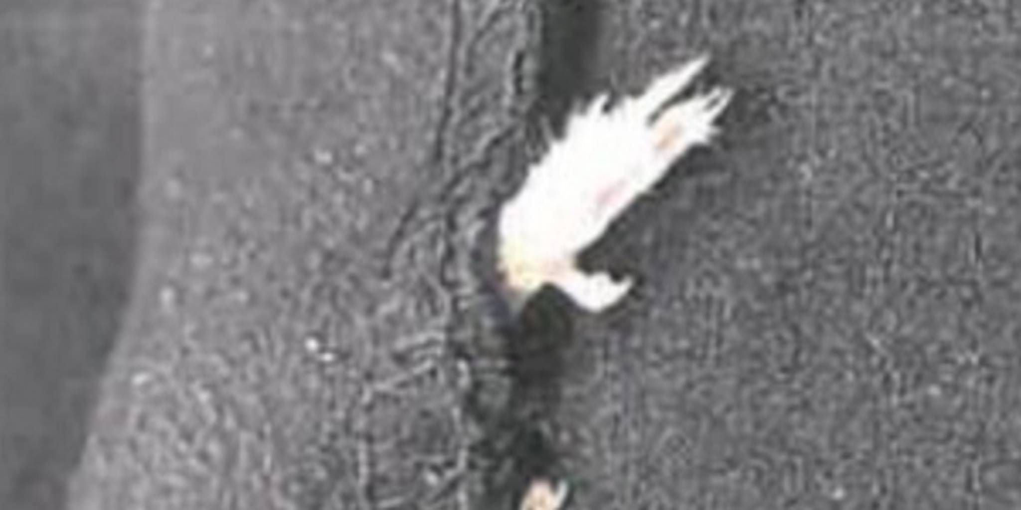 Die angeblich eingenähte Ratte