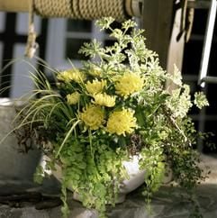 Weiße Blüten: Blumen in der «Farbe der Unschuld» eignen sich als Tischschmuck für Kommunionen und Konfirmationen. (Foto: dpa)