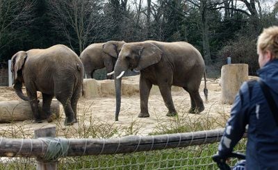 Elefanten gehen in ihrem Freigehege im Dresdner Zoo spazieren. Hier hatte der Elefant Thabo Umasai eine Pflegerin angegriffen und schwer verletzt. (FOTO: DPA)