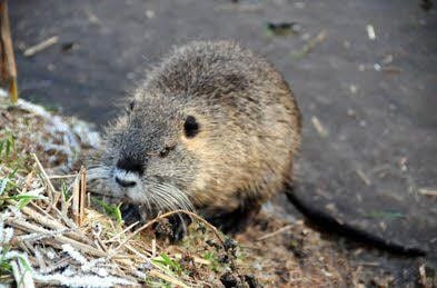 Diese Nutria am Seydaer Molkereigraben war nicht ängstlich.