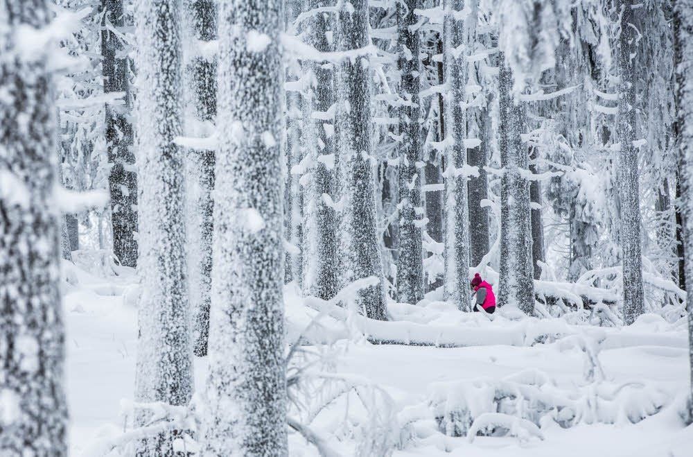 Eine Frau wandert durch den weißen Winterwald.