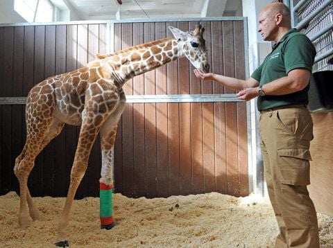 Der Direktor der Chirurgischen Tierklinik Leipzig, Professor Walter Brehm, beobachtet das am linken Vorderlauf operierte Giraffenjunge aus dem Erfurter Zoopark. (FOTO: DPA)