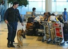 Ein Sicherheitsbeamter mit einem Hund patrouilliert auf dem Flughafen Moskau Domodedowo. (Foto: dpa)