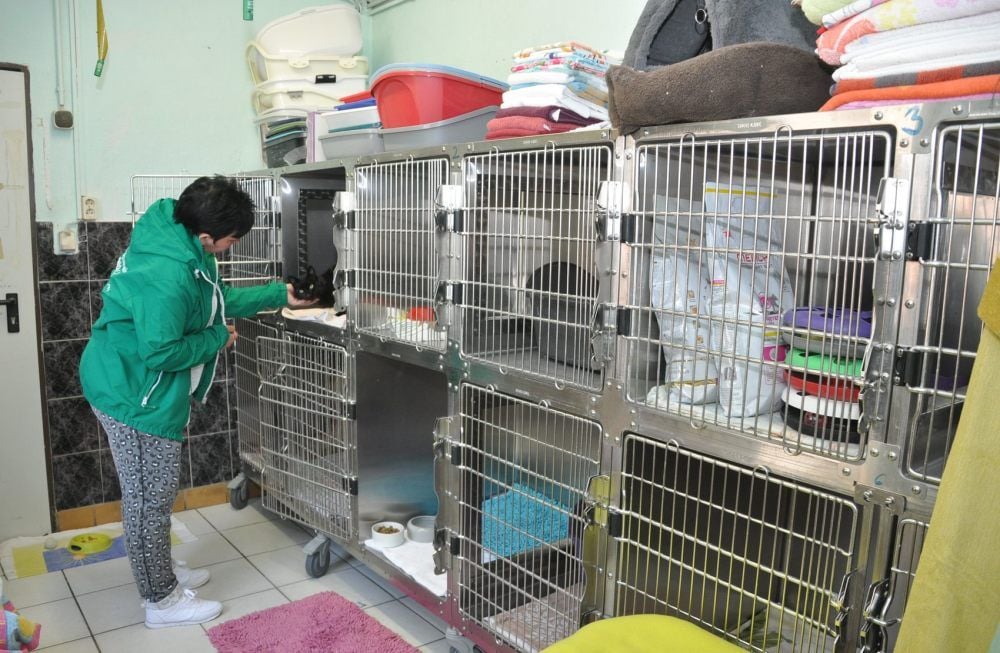 Anke Hoffmann ist eine der Mitarbeiterinnen, die sich auch in der Katzenquarantänestation um die Tiere kümmert.