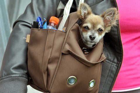 In Sangerhausen sind erneut Rassehunde verschwunden. (ARCHIVFOTO: DPA)