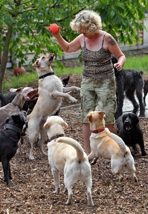 Für Leute, deren Hunde sonst tagsüber gelangweilt in der Wohnung liegen würden, bietet Petra Rudolph eine ganztägige Betreuung an. (FOTO: DPA)
