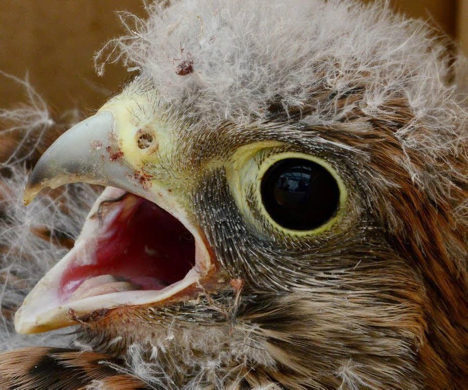 Dieser kleine Falke hat einen ganz schön großen Schnabel!