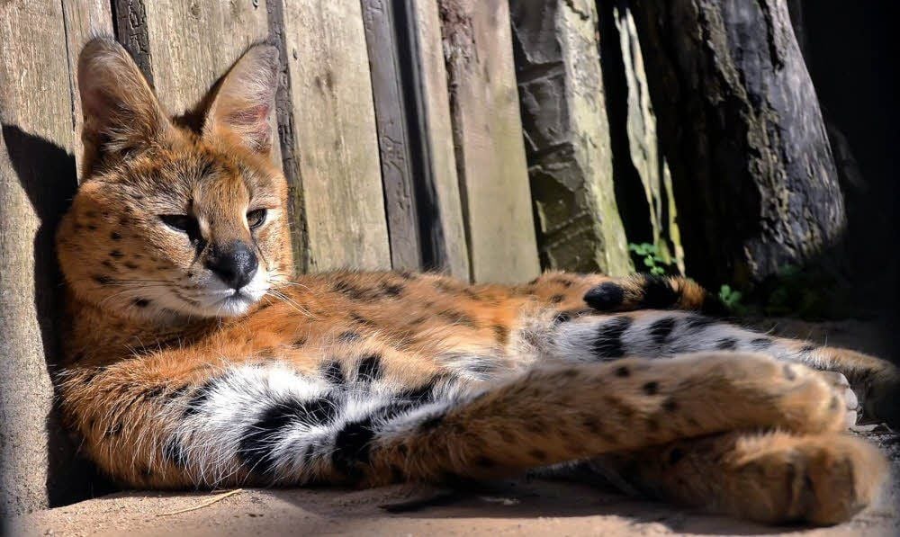 So sieht Entspannung aus. „Nikki“ ist schon länger im Zoo, für die Besucher aber erst jetzt zu sehen.