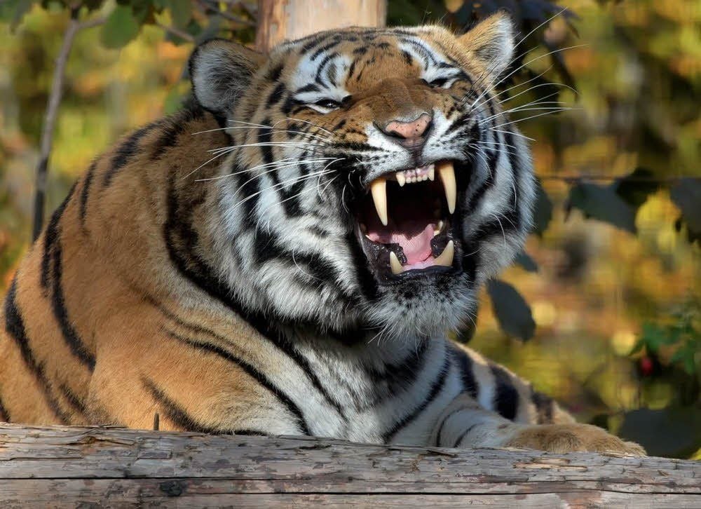 Der König des Dschungels zeigt Zähne. Er stand im Mittelpunkt des Tigerfestes.