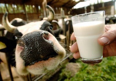 Bundeskanzlerin Merkel trifft sich am Freitag mit mehr als einem Dutzend Bäuerinnen zu einem Gespräch über die Krisenlage in der Landwirtschaft. (FOTO: DPA)
