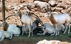 Eine Gruppe von Oryx-Antilopen steht in ihrem Gehege im biblischen Zoo von Jerusalem, wo sich in einer möglichst ursprünglich gestalteten Umgebung Tiere tummeln, die schon in der Bibel erwähnt werden. (Foto: dpa)