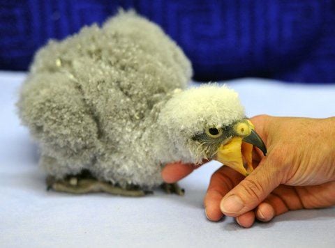 Nelsons „gerupftes“ Aussehen beim Schlüpfen am 16. März ist normal, er bekommt erst nach und nach Federn. (FOTO: DPA)