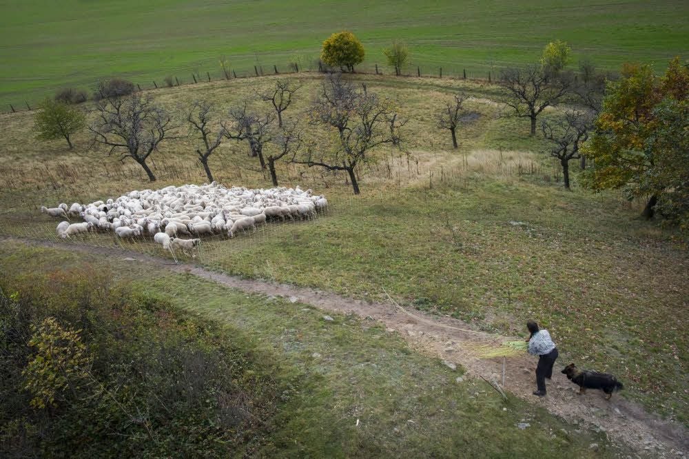 An den Gegensteinen sorgen die Schafe dafür, dass das Naturschutzgebiet nicht zuwuchert. Für Luchse ist das unübersichtliche Areal ideal.