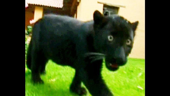 Kleiner schwarzer Panther
