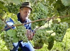Jakob Abel (65) vom Weingut Schloss Reinhartshausen liest die Rieslingtrauben auf der Mariannenaue, der größten Insel mitten im Rhein vor Eltville-Erbach, auf der 23 Hektar wird Weinbau betrieben. Deutschland bekommt immer bessere Weine attestiert. (Foto: dpa)