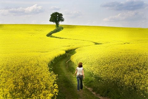 Der geografische Mittelpunkt Sachsen-Anhalts liegt inmitten einem solch derzeit blühenden Rapsfeld. (FOTO: DPA)