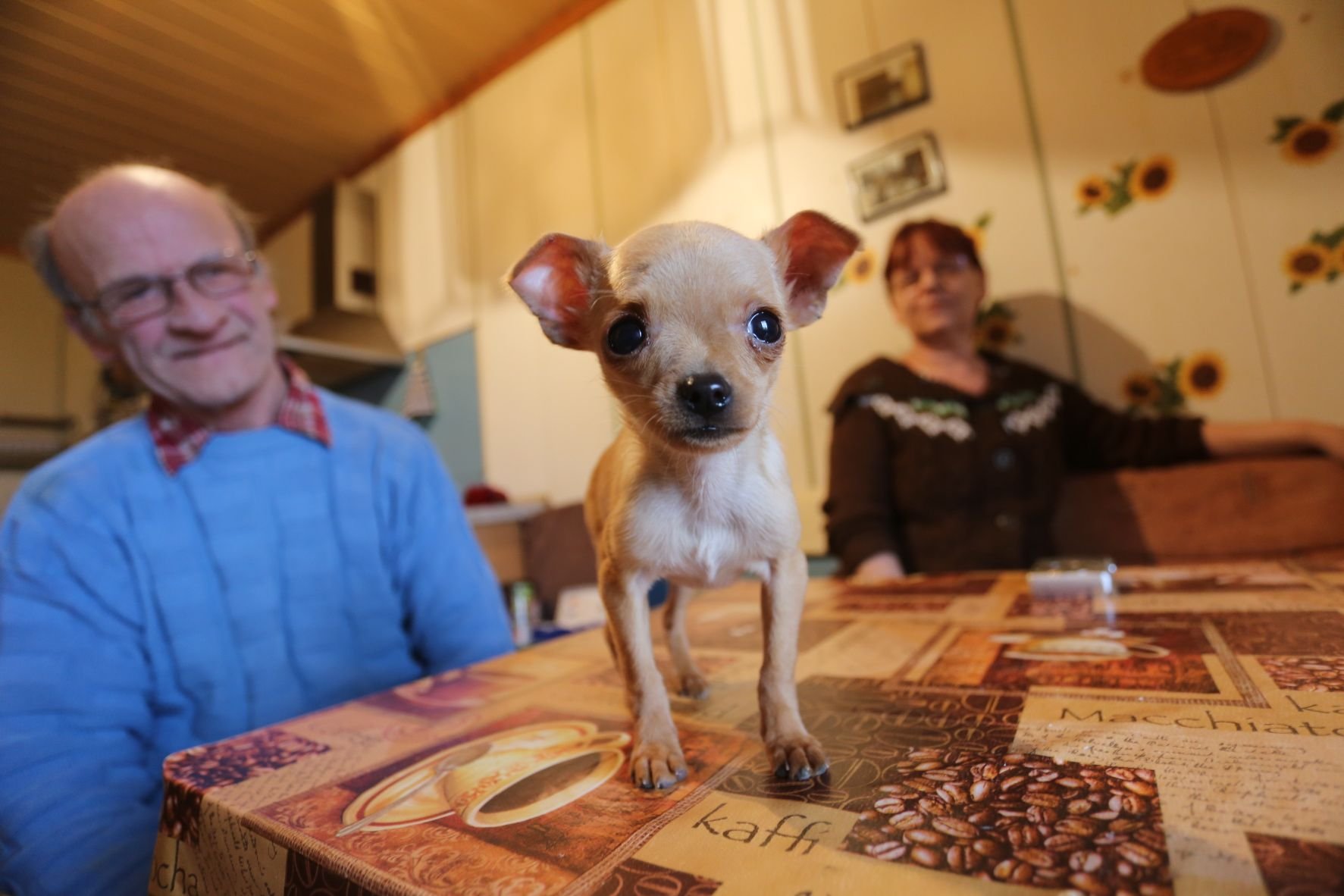Lothar und Ilona Kropf aus Kustrena mit ihrem Chihuahua-Pinscher „Mini“